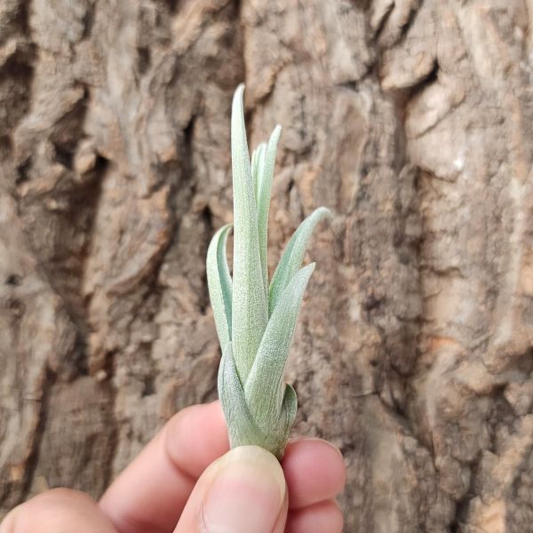 蓓米喬(TI)/Tillandsia Bermejoensis 