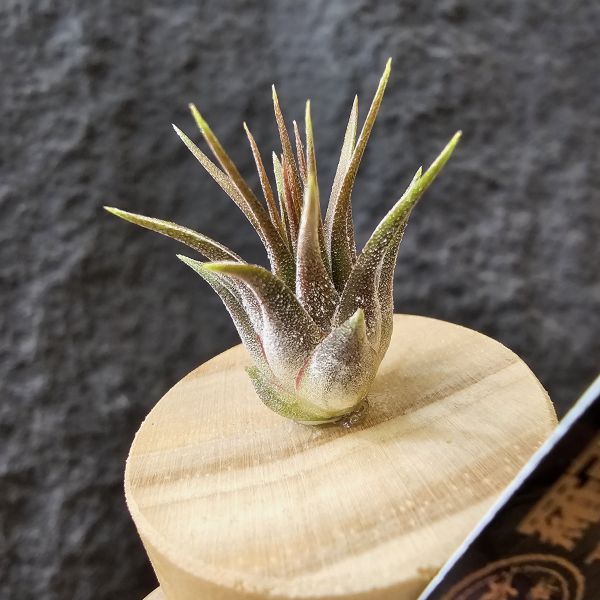 羅西塔小精靈/Tillandsia ionantha rosita 