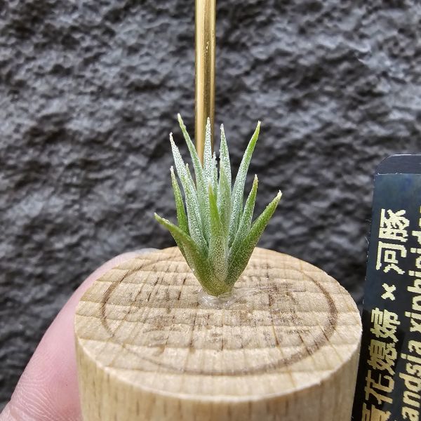 黃花媳婦(xip)×河豚/Tillandsia xiphioides var. lutea × ehlersiana 