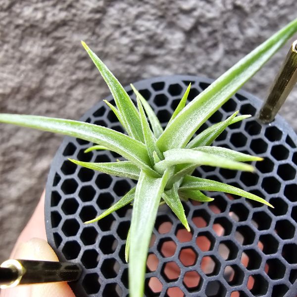 白天鵝×電捲燙貝里斯/Tillandsia barfussii × streptophylla Belize 