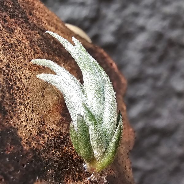 銀冰×歐洲xip/Tillandsia chiletensis × xiphioides(Europe) 