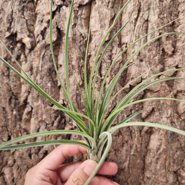 埃爾卡梅隆/Tillandsia El Cameron 