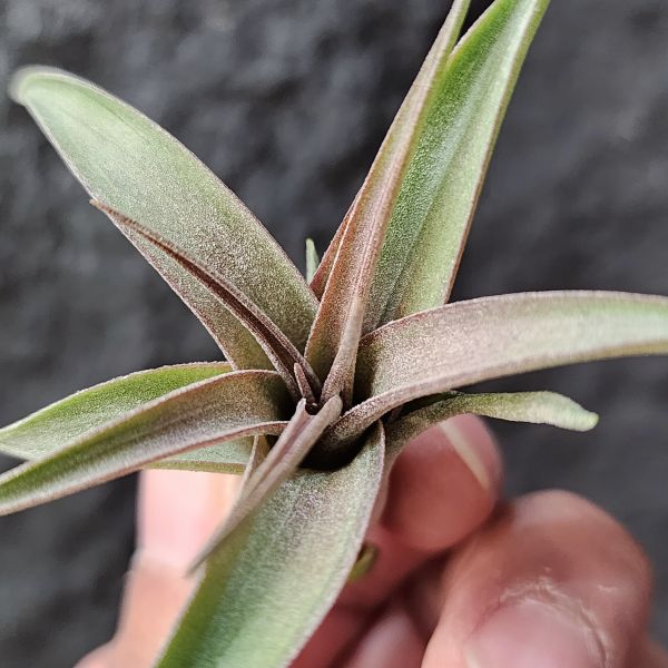 杜蘭斯×電捲燙-稀少/Tillandsia Durangensis × Streptophylla 