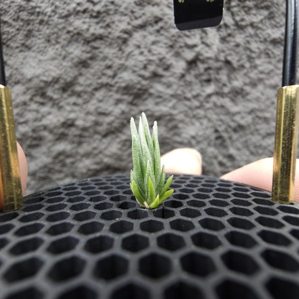 銀冰×迷你電捲/Tillandsia chiletensis × diguetii 