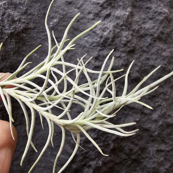 卡畢Type1/Tillandsia capillaris Type 1 