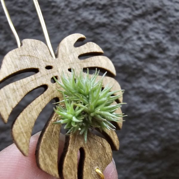 草皮鳳(實生叢)/Tillandsia tricholepis seedling 