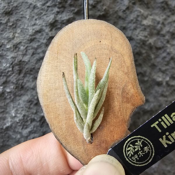 Tillandsia kirschnekii 紫花原生種 