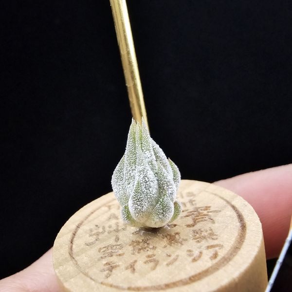 花生米小精靈(選)有二顆不挑株/Tillandsia ionantha peanut 