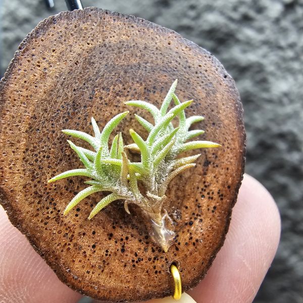 Tillandsia capillaris lottes 
