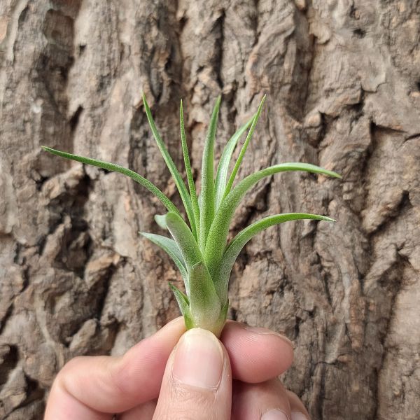 費西古拉塔×小精靈/Tillandsia fasciculata × ionantha 