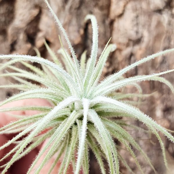 雞毛撢子-厄瓜多(plantaflor)/Tillandsia Tectorum Ecudaor 