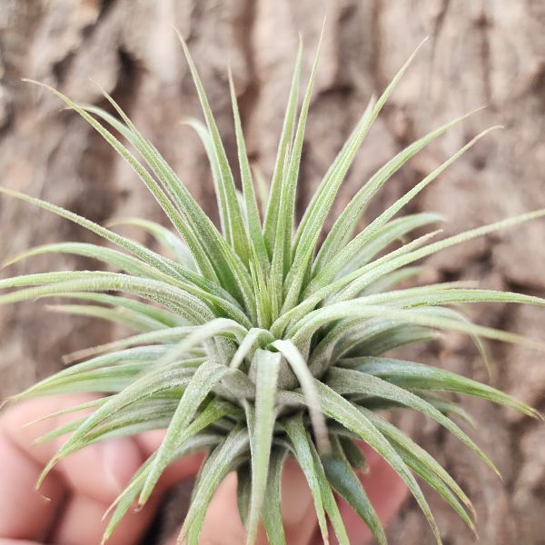 雪球小精靈(TI)/Tillandsia ionantha Snowball~限量請詢問庫存~ 