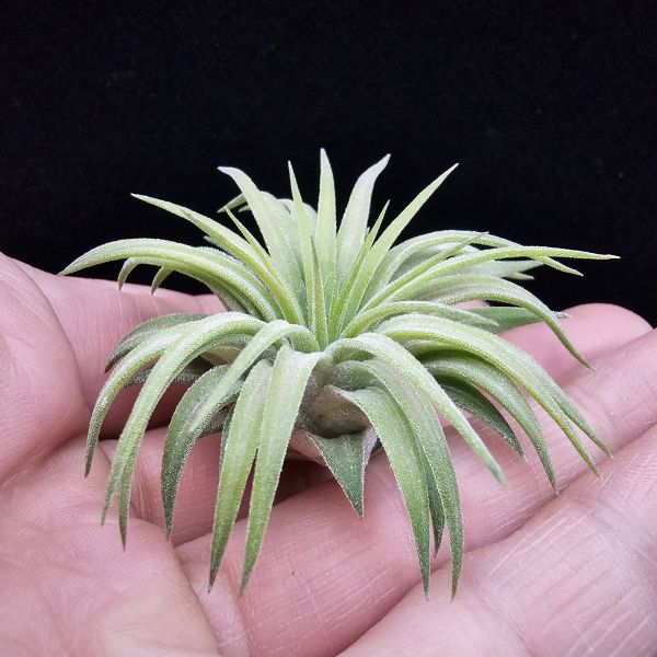 刺蝟小精靈/Tillandsia ionantha 'Hedgehog' 