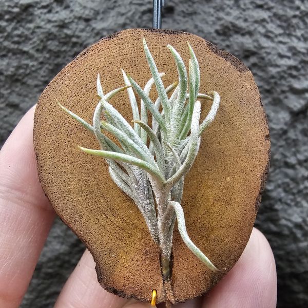 阿根廷卡畢/Tillandsia capillaris(Argentina) 