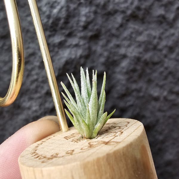 銀冰×露西/Tillandsia chiletensis × Luciille 