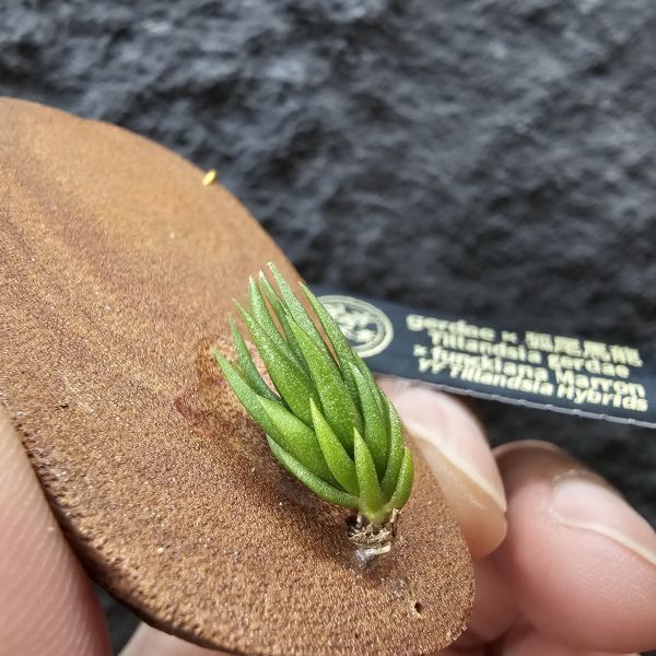 gerdae紫花 × 狐尾馬龍/Tillandsia gerdae × funckiana Marron~紫花原生種交馬龍型狐尾，實生型態特別~ 