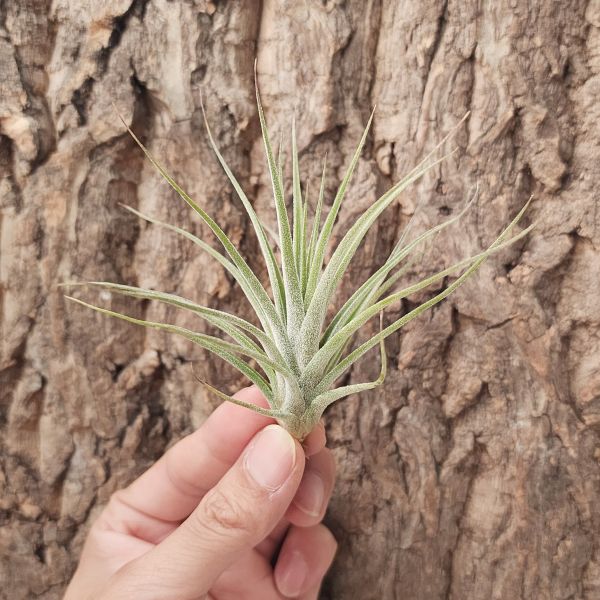 小精靈×琥珀/Tillandsia Ionantha × Schiedeana 