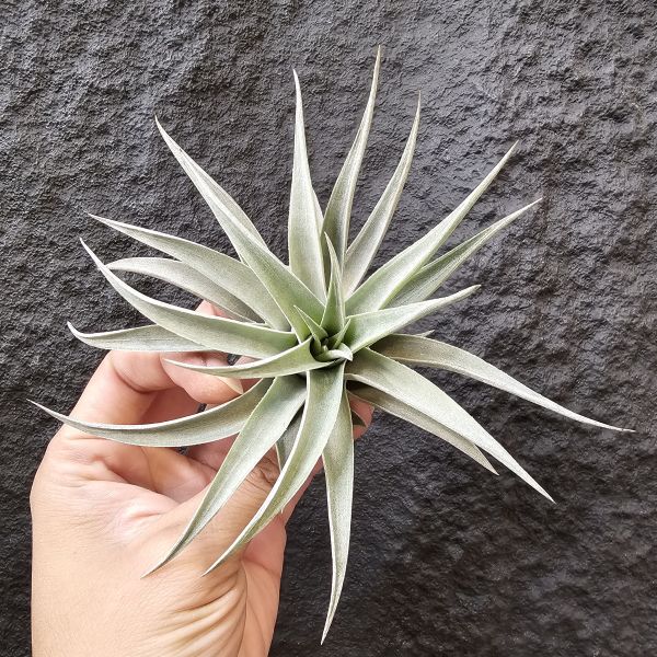 綠兔(歐洲)-正側芽、大芽/Tillandsia Edithae Green(Europe) 