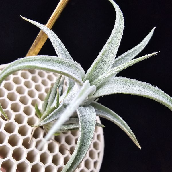 白天鵝×(電捲×犀牛)雨林/Tillandsia barfussii × Blushing Giant(RFI)~圖四較大植株參照！ 