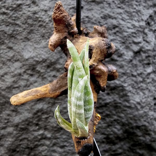 螺斯(側芽)/Tillandsia Subulifera 