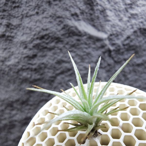 R燒×薄變紫花/Tillandsia roseifolia(正R燒)×Tillandsia gardneri var. rupicola (TF) 