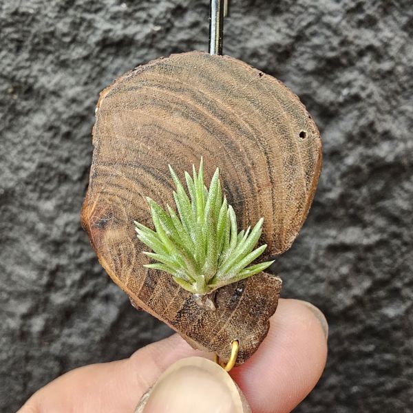 日本第一(小型)/Tillandsia neglecta 