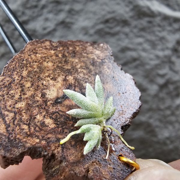Tillandsia capillaris(73.04) 