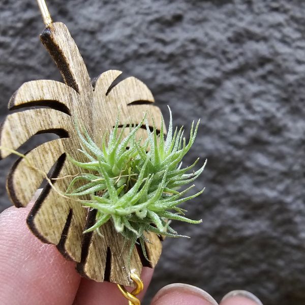 草皮鳳(實生叢)/Tillandsia tricholepis seedling 