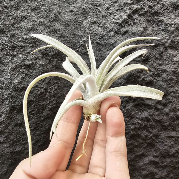 長葉香檳/Tillandsia chiapensis 