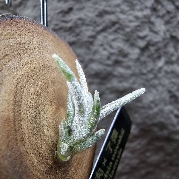 滷肉×子彈/Tillandsia novakii × mitlaensis~圖四、五參考母株顯色 