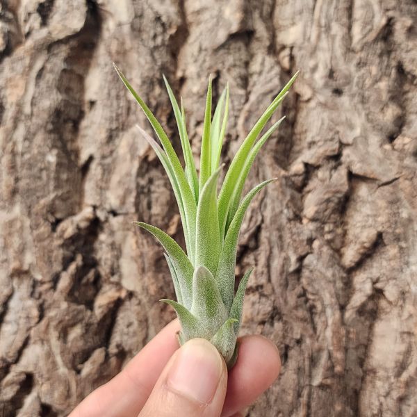 貝克利×小精靈/Tillandsia Brachycaulos × Ionantha 