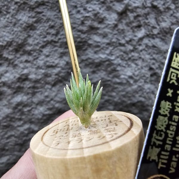 黃花媳婦(xip)×河豚/Tillandsia xiphioides var. lutea × ehlersiana 