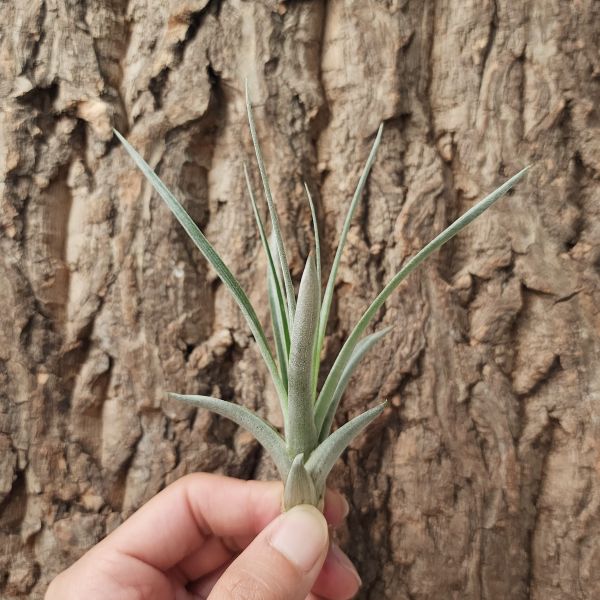 尤利酷拉塔×空可樂/Tillandsia Utriculata v Prengelii × Concolor 