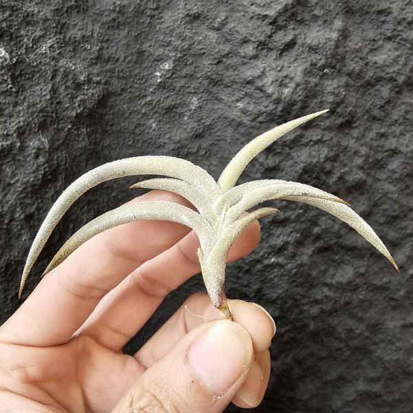 甜不辣/Tillandsia tenebra(Argentina) 