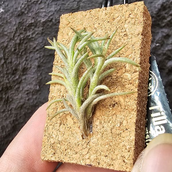 卡畢(阿根廷野採)/Tillandsia capillaris(Argentina) 