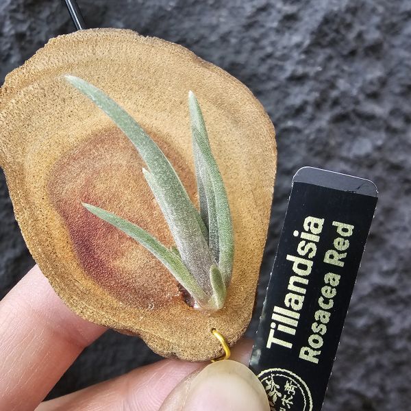 rosacea(紅色型)/Tillandsia rosacea Red 