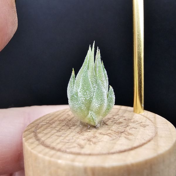 花生米早期×雨林AP/Tillandsia ionantha Peanut × ionantha Apretado(RFI) 