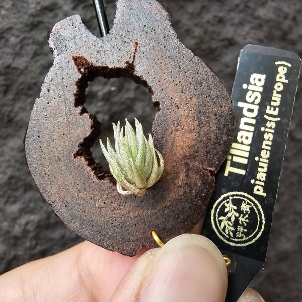 P燒(正版P燒！超可愛…)Tillandsia Piauiensis(Europe) 