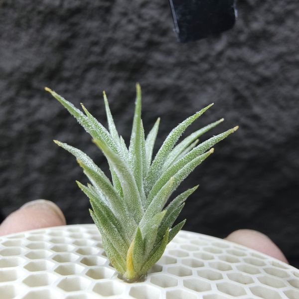 初戀 × 迷你電捲/Tillandsia arequitae × diguetii 