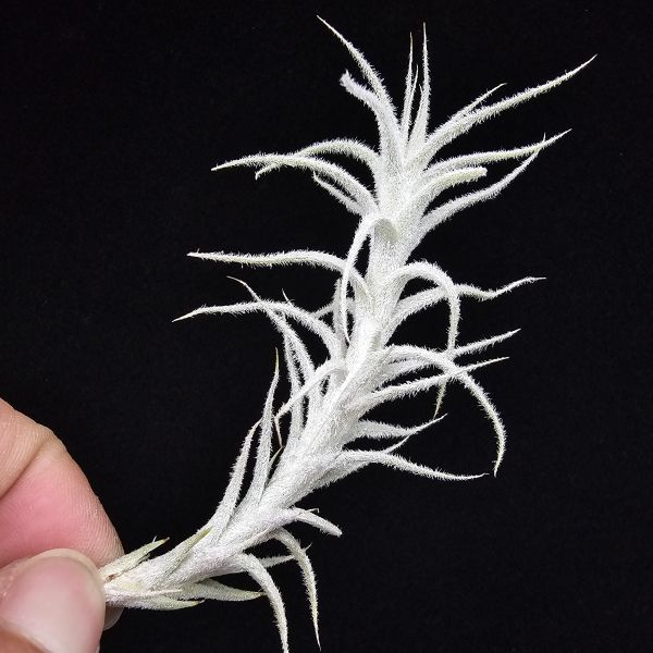 小白龍/Tillandsia stellifera 