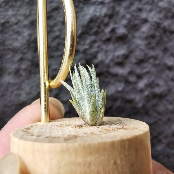 銀冰×露西/Tillandsia chiletensis × Luciille 