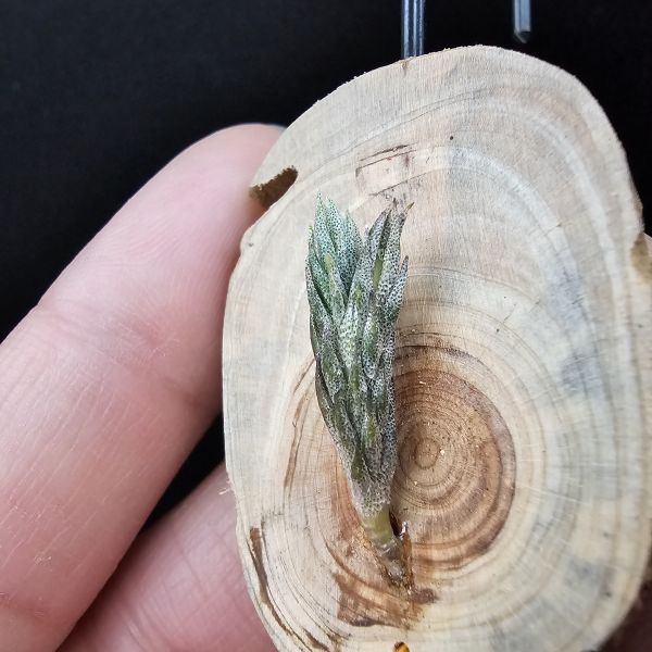 彈頭(阿根廷)/Tillandsia pedicellata(Argentina) 