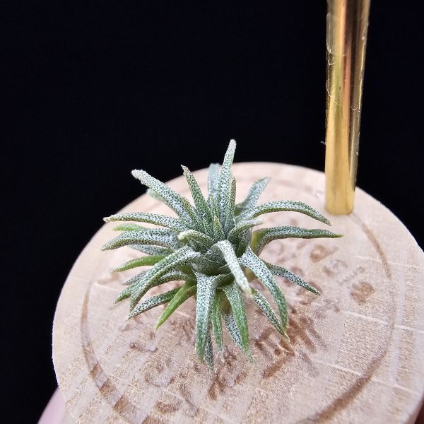 毛球變/Tillandsia atroviridipetala var. yagulensis(Mexico) 