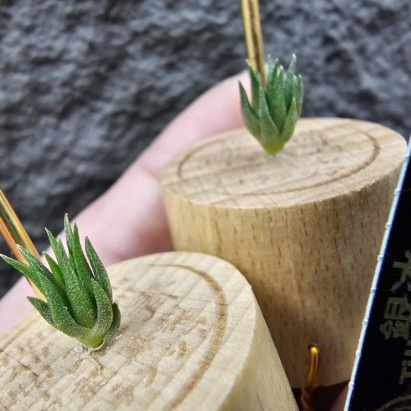 銀冰×海膽(S不挑株)/Tillandsia chiletensis × fuchsii v. fuchsii 