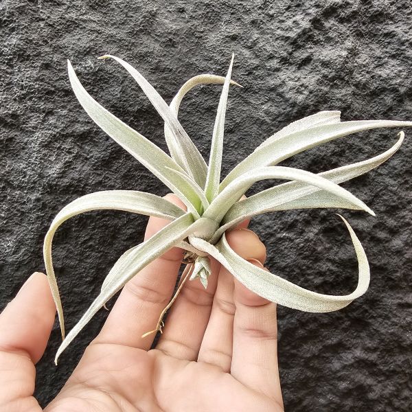 長葉香檳/Tillandsia chiapensis 
