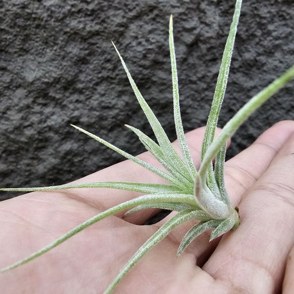 醬爆×墨電/Tillandsia ionantha var. van-hyningii Jumbo × streptophylla Mexico 