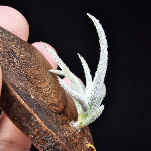 毛腸/Tillandsia santiagoensis 