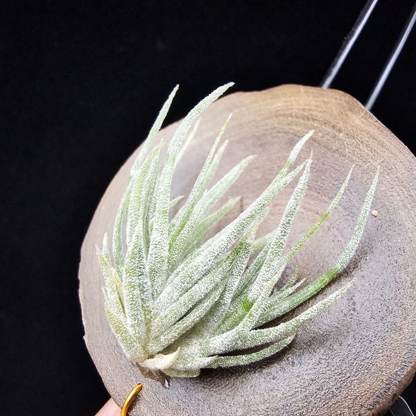 New~小矮人精靈×雞爪(精靈爪?)/Tillandsia ionantha Enano(Tropiflora) × glabrior~熱帶'小矮人精靈'與銀葉質感的'雞爪'交種，有點奇葩XD~叢生滿美、毛毛的~ 
