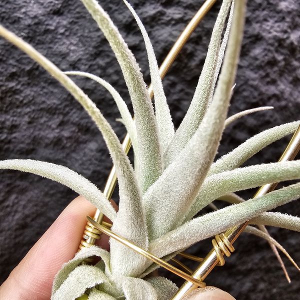 薄紗變異(紫花)/Tillandsia gardneri v. rupicola purple form 