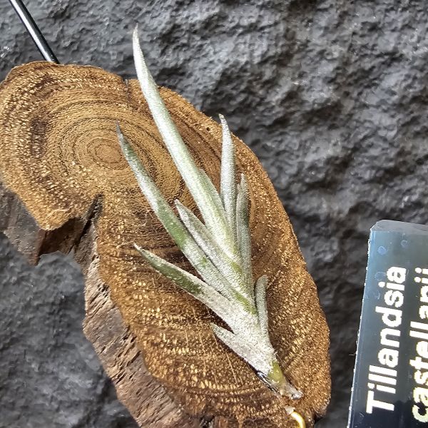卡斯塔拉米(成株尺寸)/Tillandsia castellanii(Argentina)~阿根廷原生種，黃色瓣狀花，圖四可參考叢生型態 